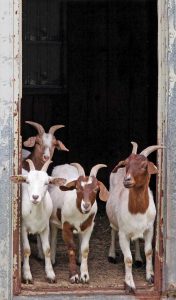 Dual Breed Goats For Meat